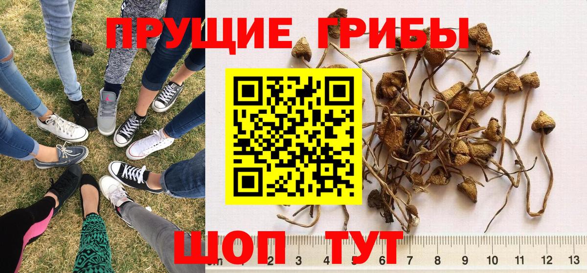 Псилоцибиновые грибы мицелий  Вход с VPN  Углич 